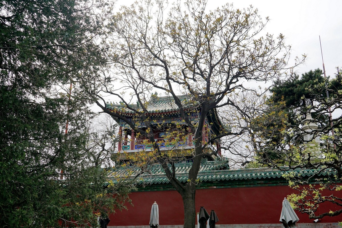 北海的绿瓦红墙