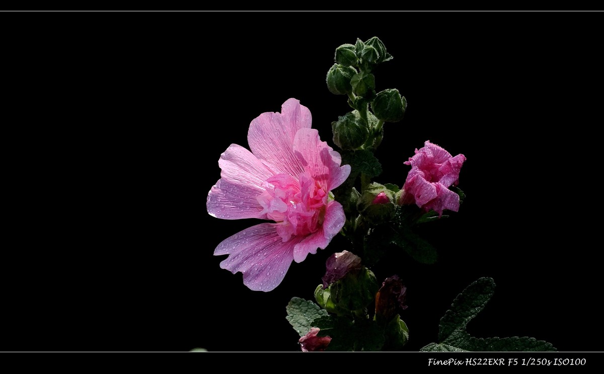 蜀葵 {9)