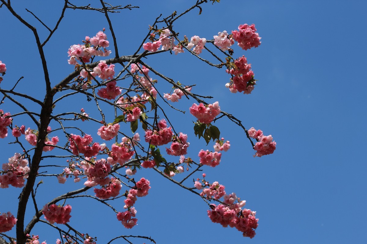 拍摄花卉一（553）