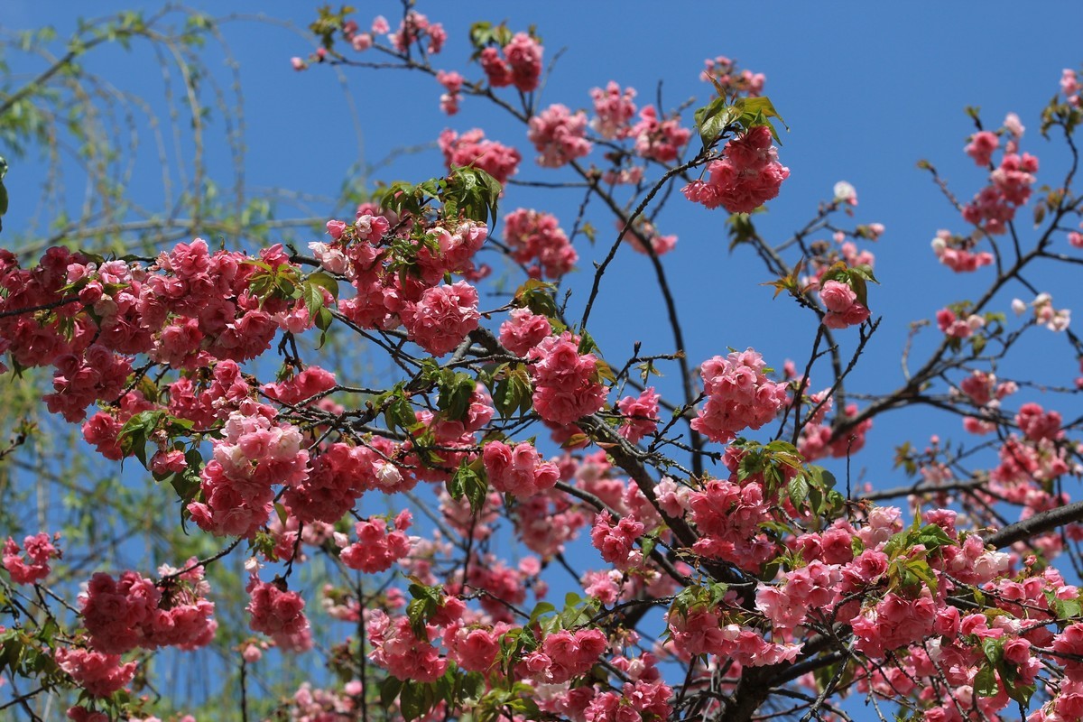 拍摄花卉一（553）