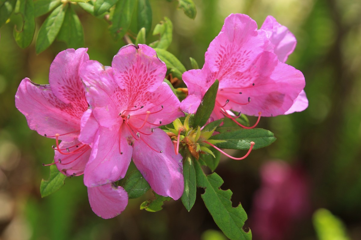 拍摄花卉一（553）