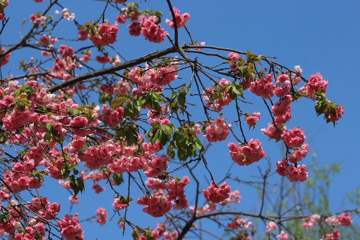 拍摄花卉一（553）