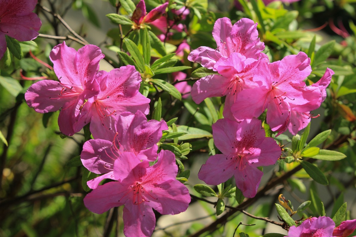 拍摄花卉一（553）