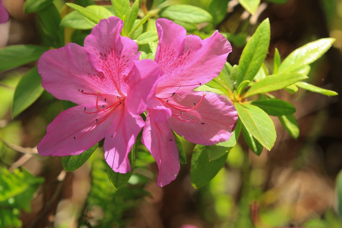 拍摄花卉一（553）