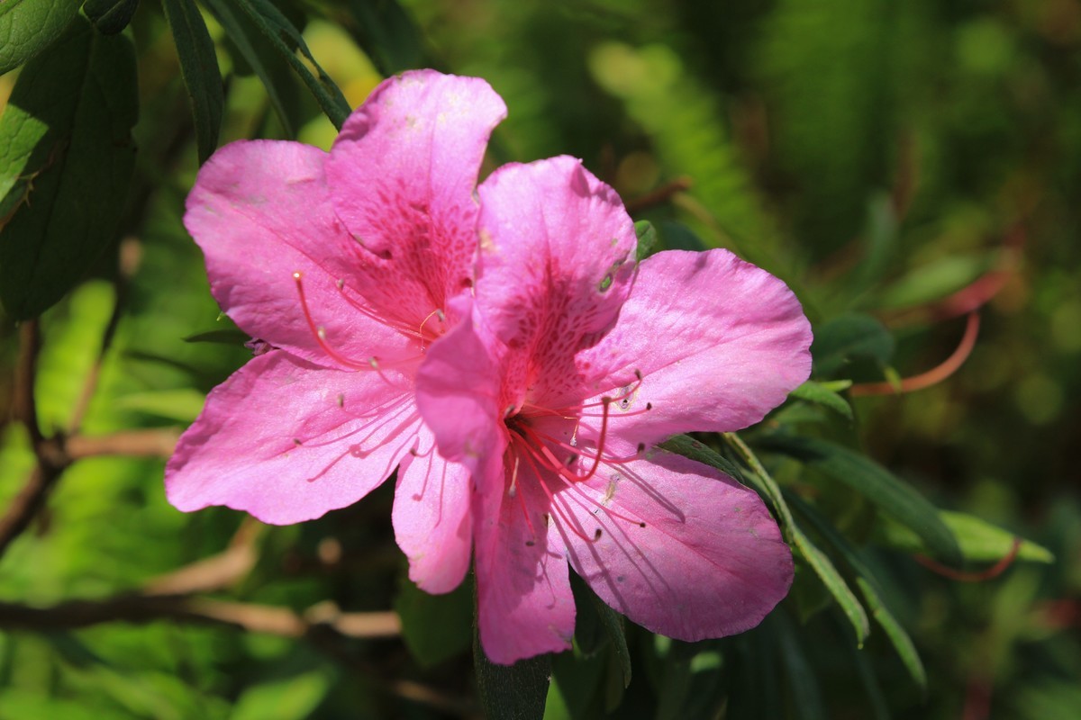 拍摄花卉一（553）