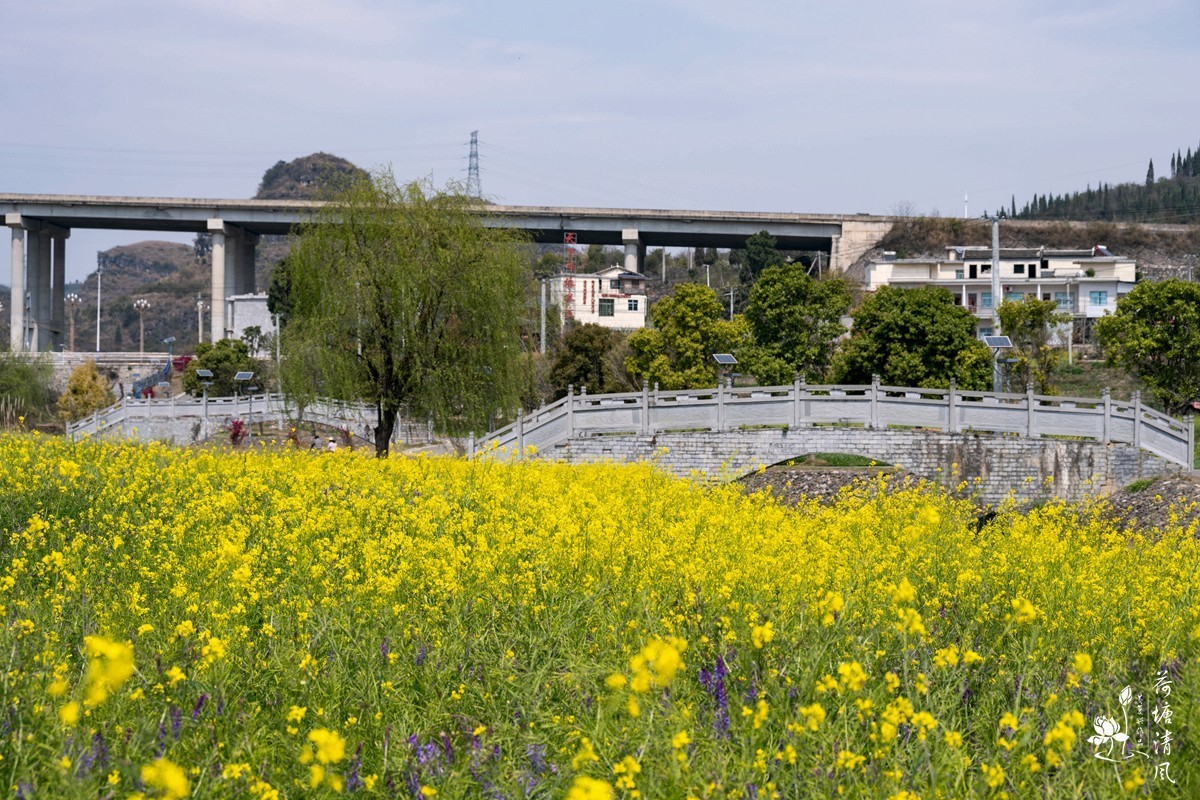 安龙县、木咱镇油菜花。