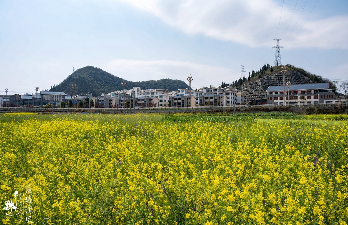 安龙县、木咱镇油菜花。