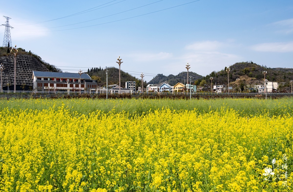 安龙县、木咱镇油菜花。