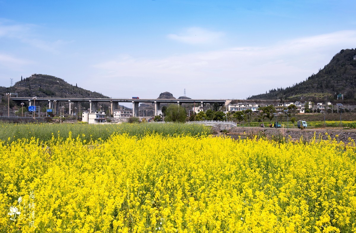 安龙县、木咱镇油菜花。
