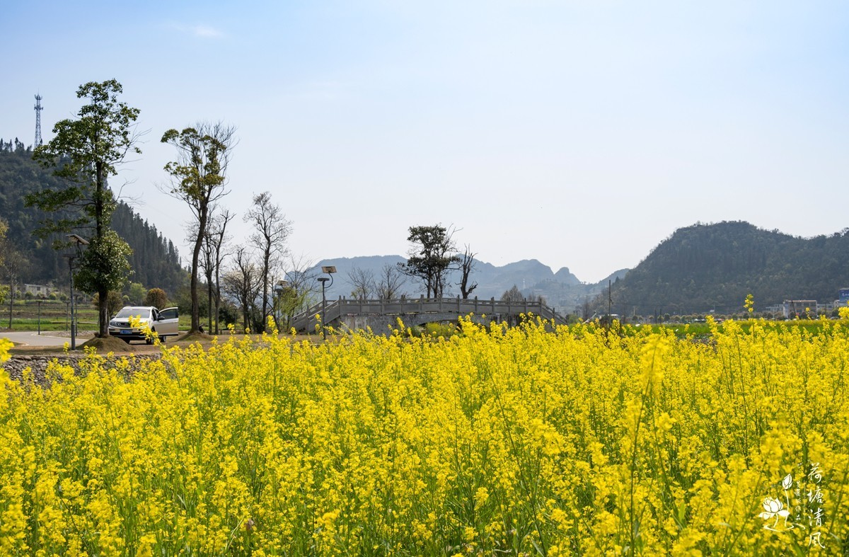 安龙县、木咱镇油菜花。