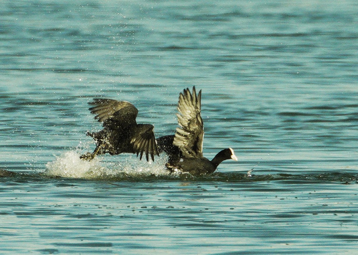 好斗的黑水鸡（1）