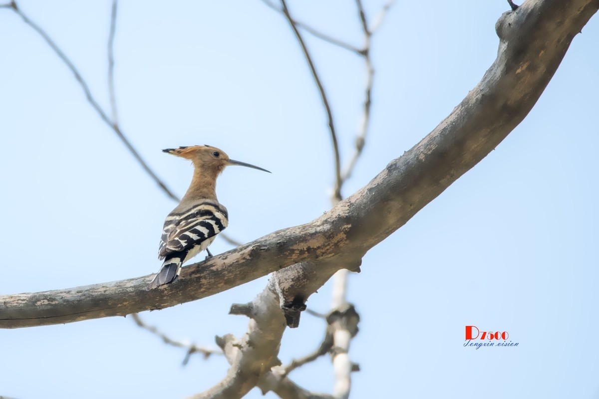 戴胜育仔（14）