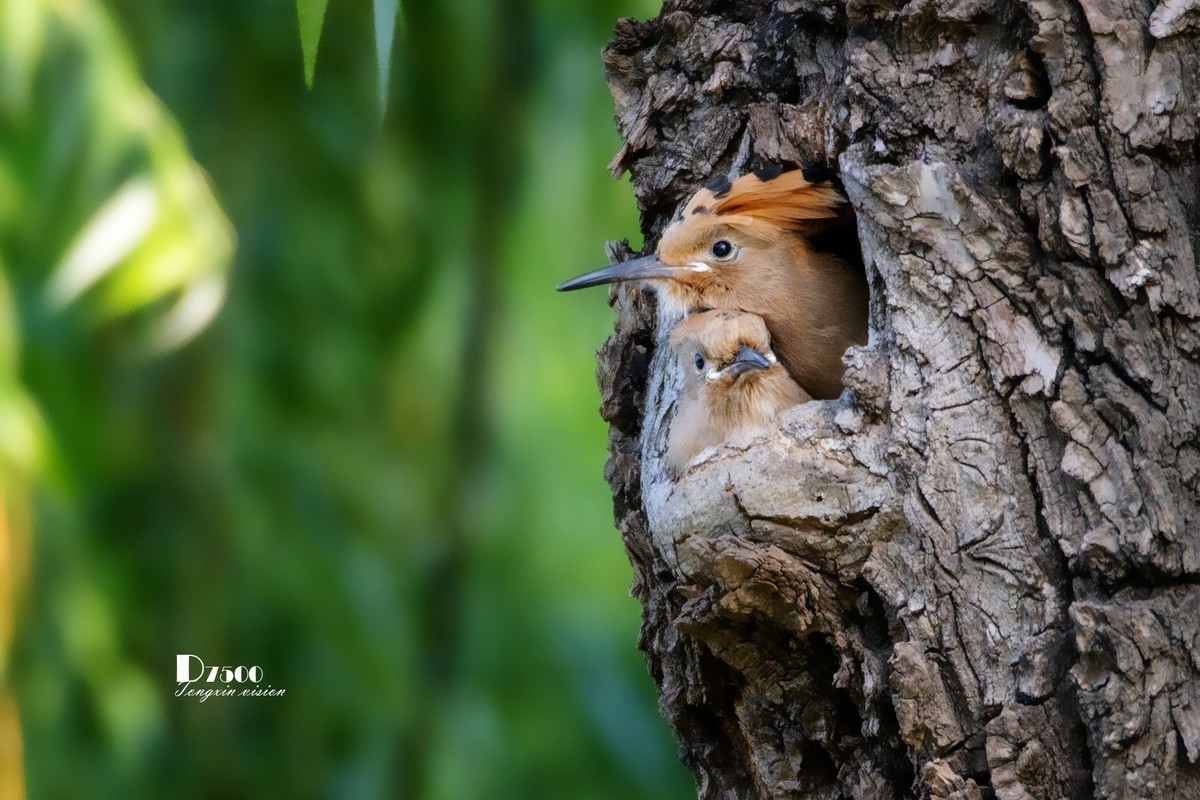 戴胜育仔（14）