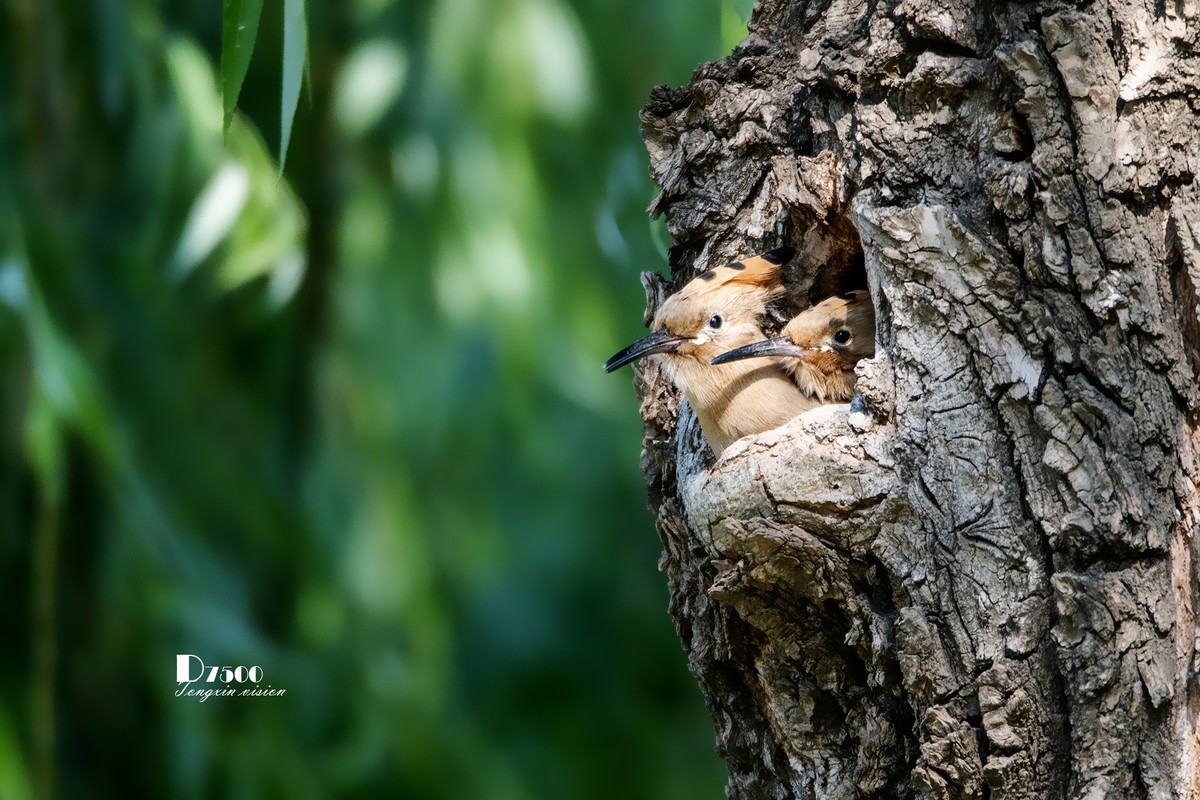 戴胜育仔（14）