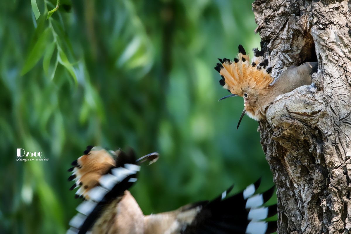 戴胜育仔（14）