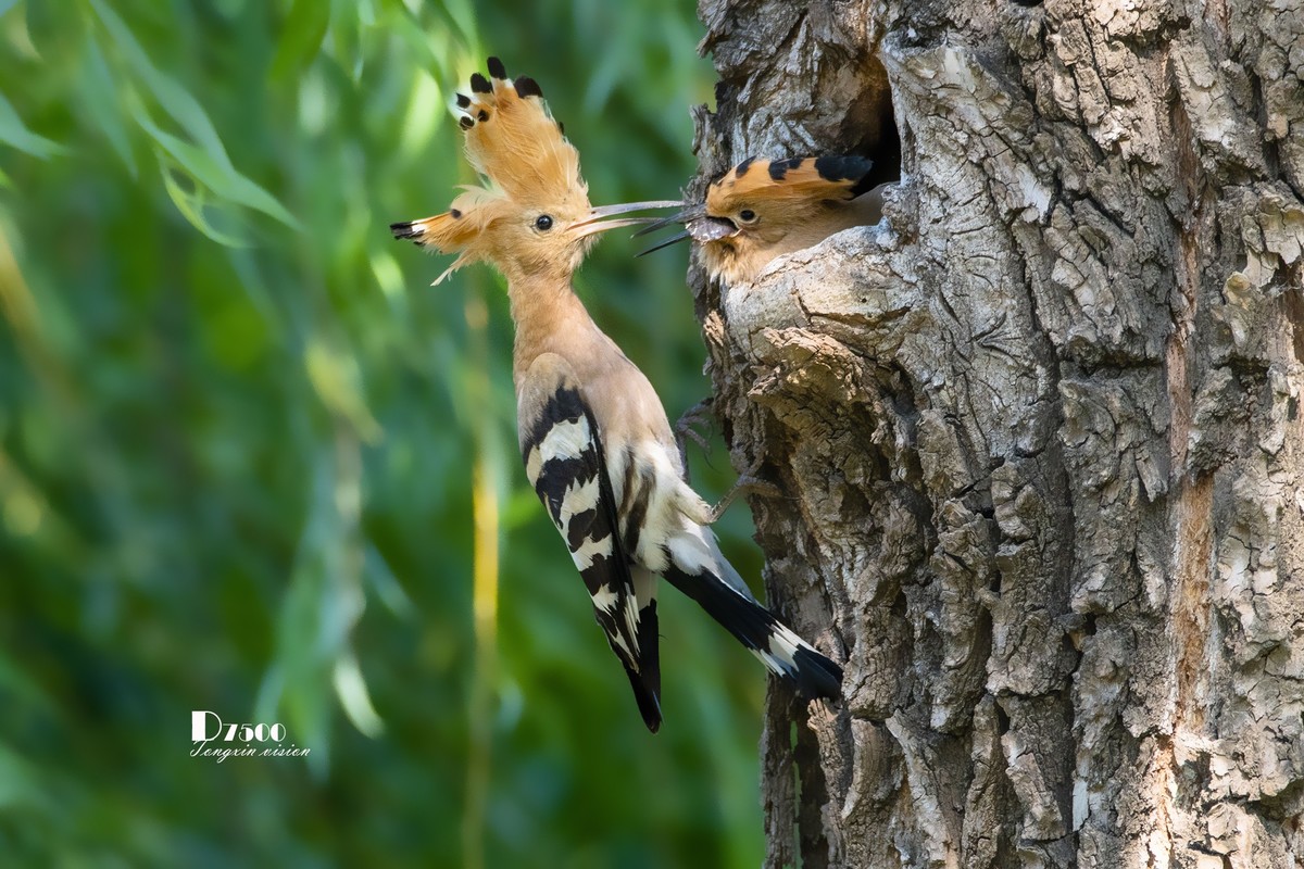 戴胜育仔（14）