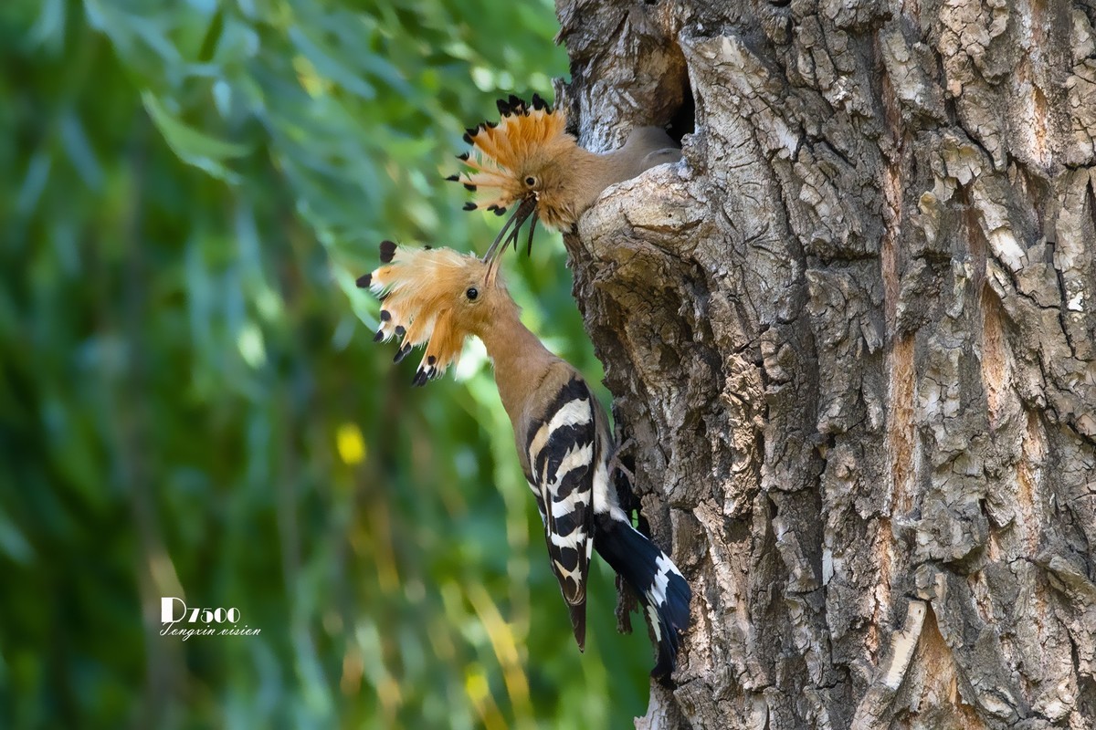 戴胜育仔（14）