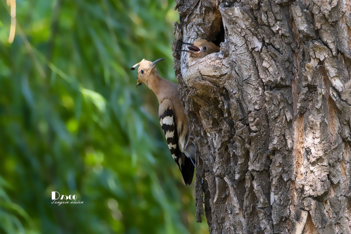 戴胜育仔（14）