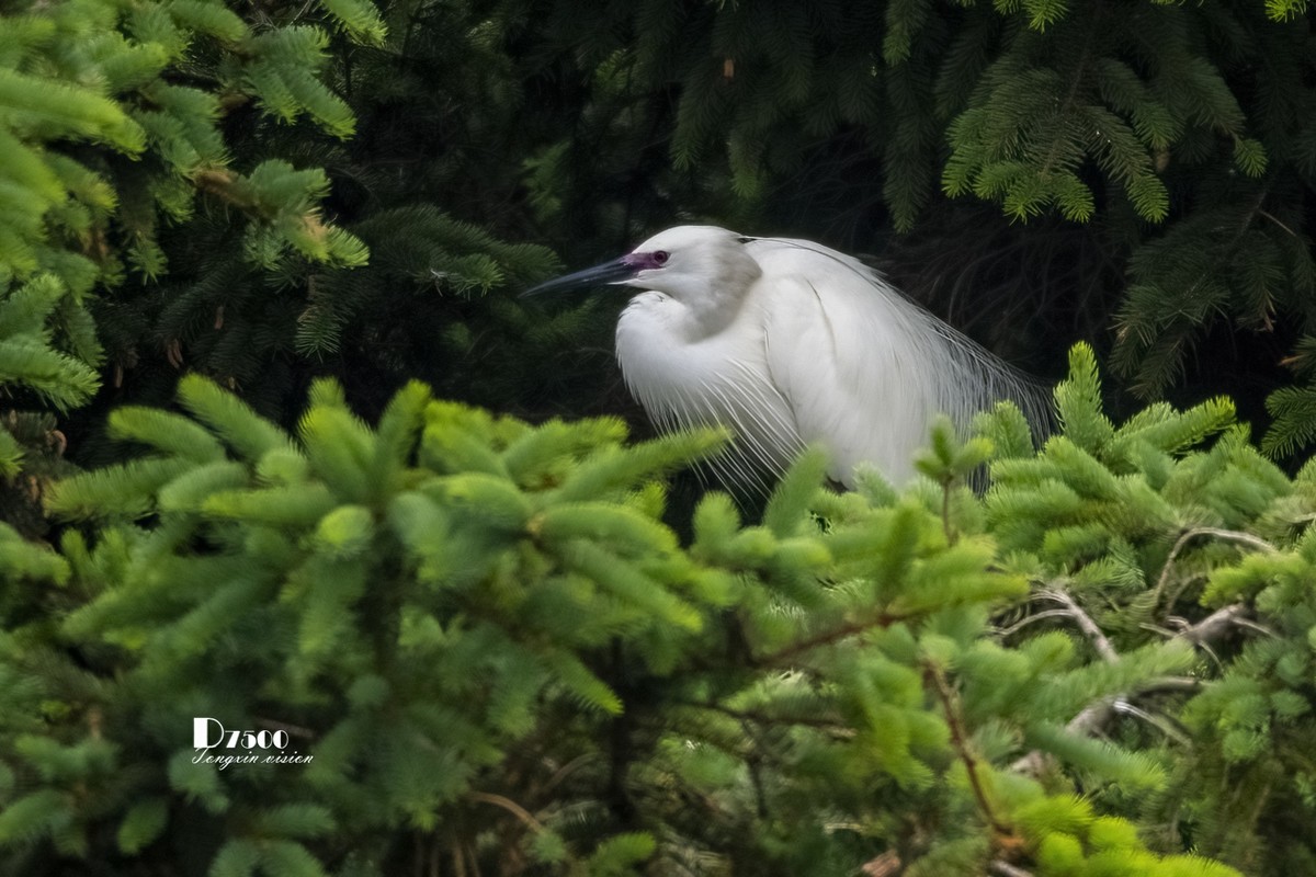 鹭岛里的白鹭（15）