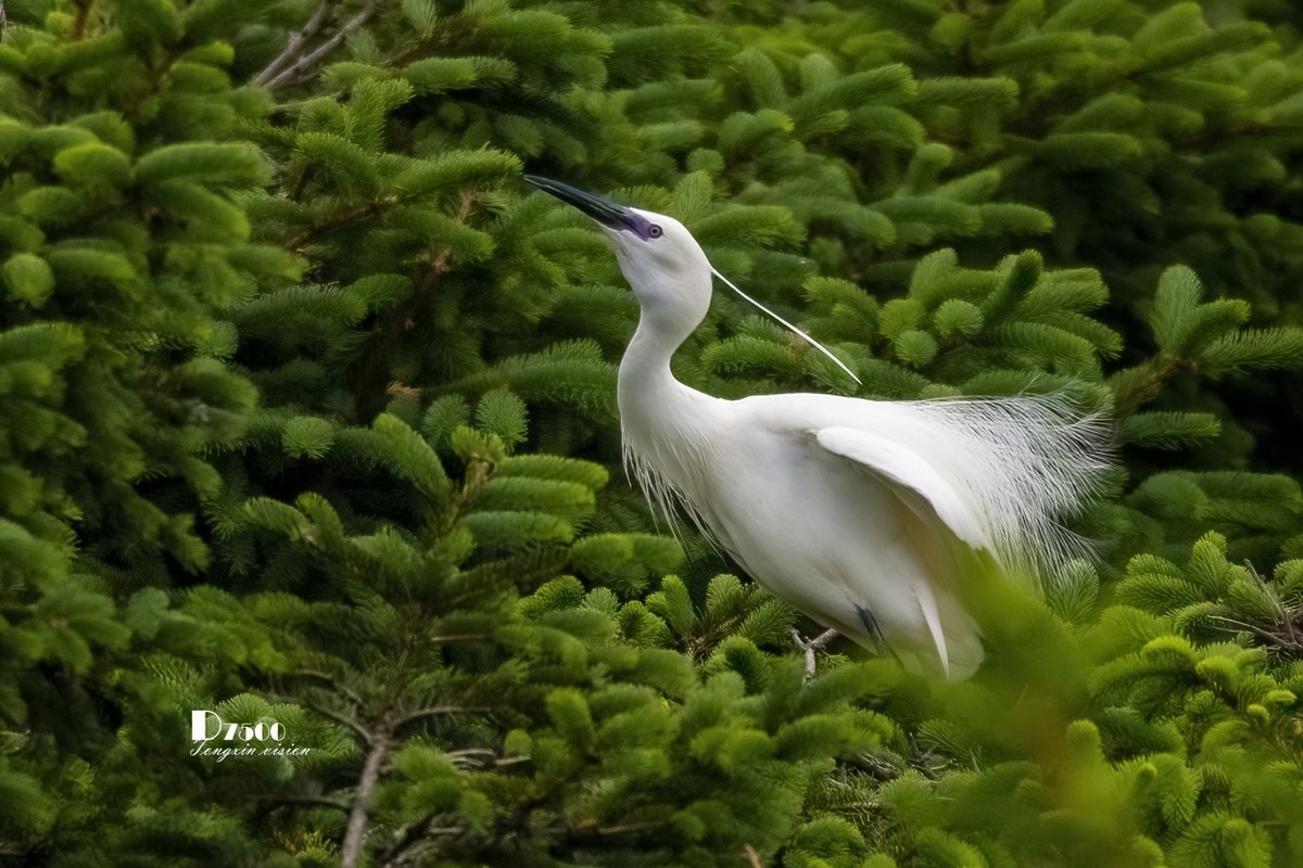 鹭岛里的白鹭（15）