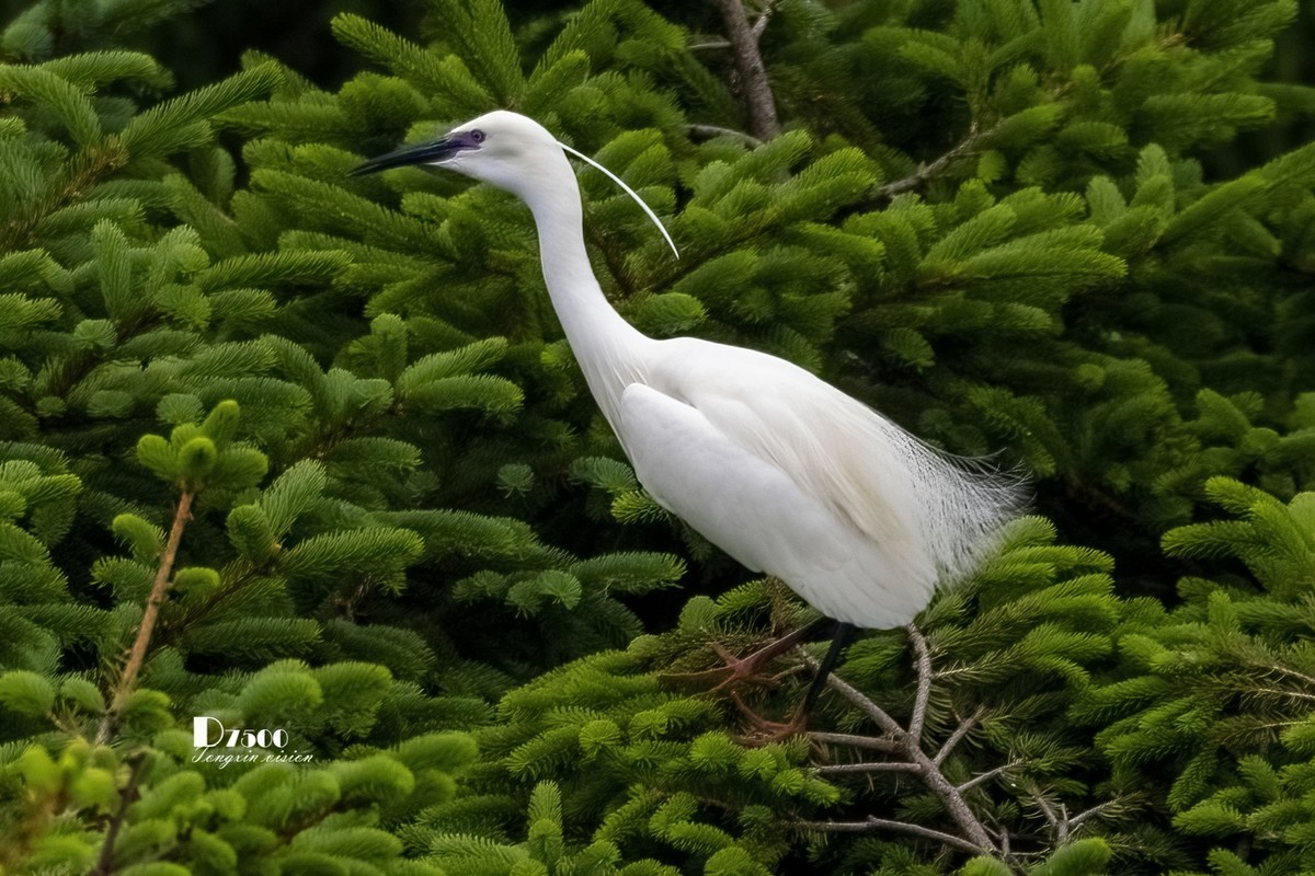鹭岛里的白鹭（15）