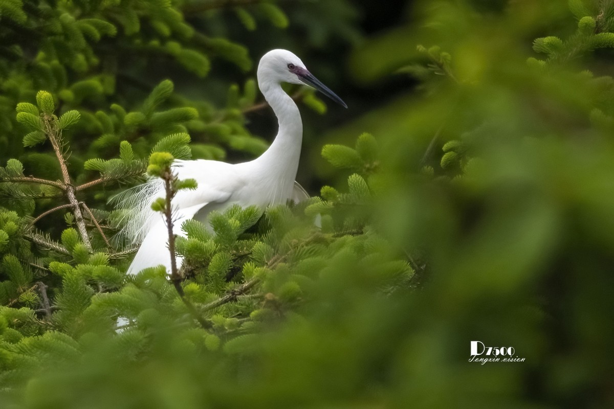 鹭岛里的白鹭（15）