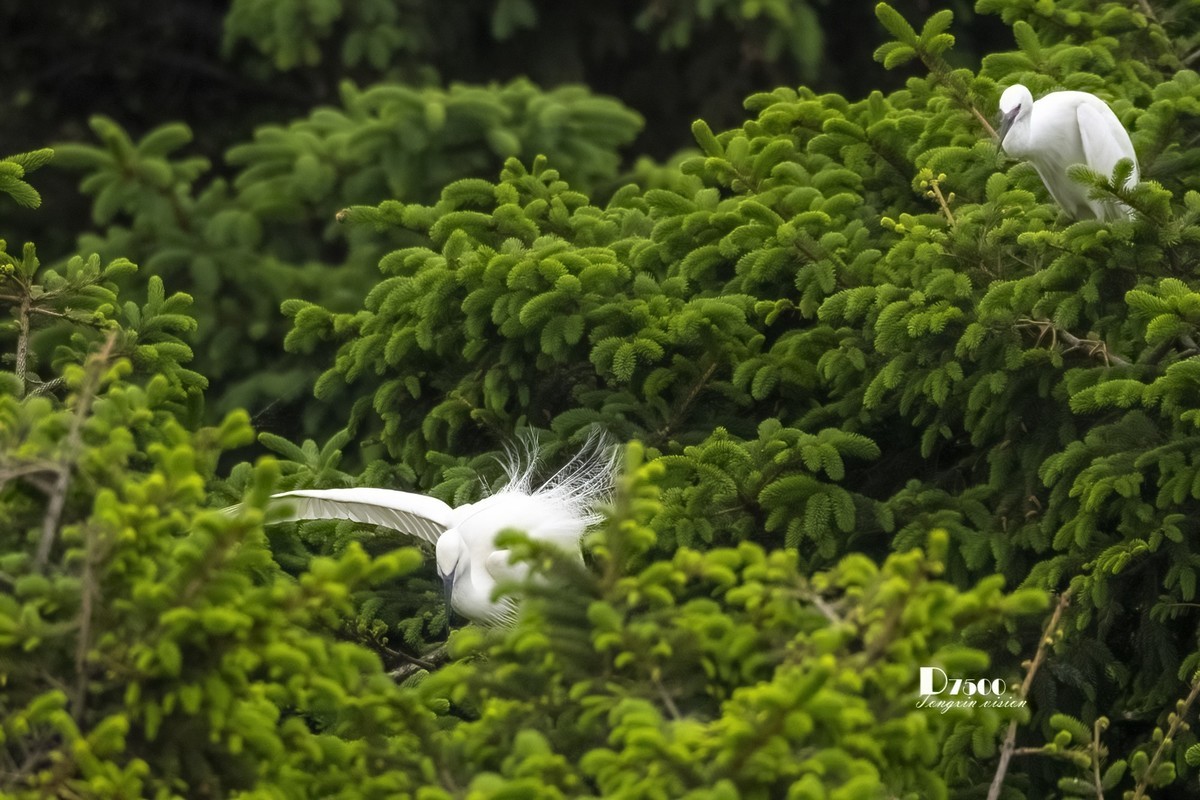 鹭岛里的白鹭（15）