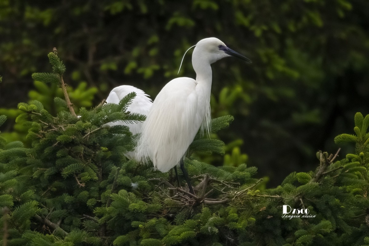 鹭岛里的白鹭（15）