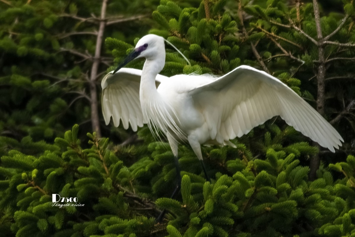 鹭岛里的白鹭（15）