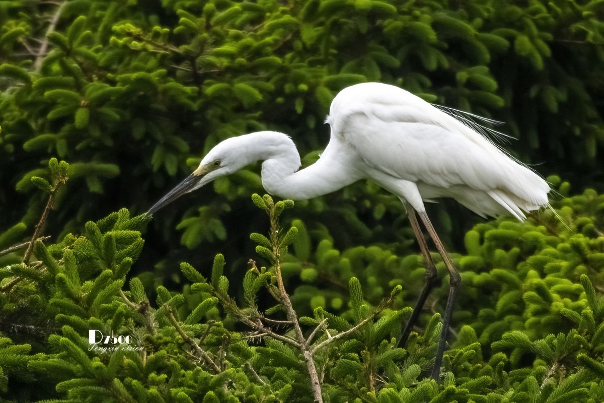 鹭岛里的白鹭（15）