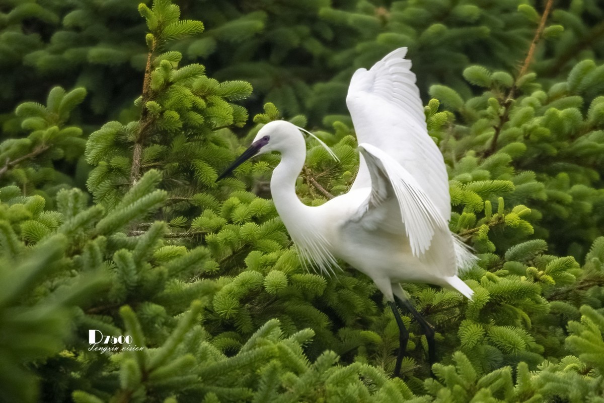 鹭岛里的白鹭（15）