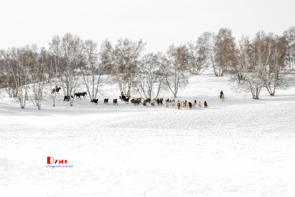 策马奔腾（75）