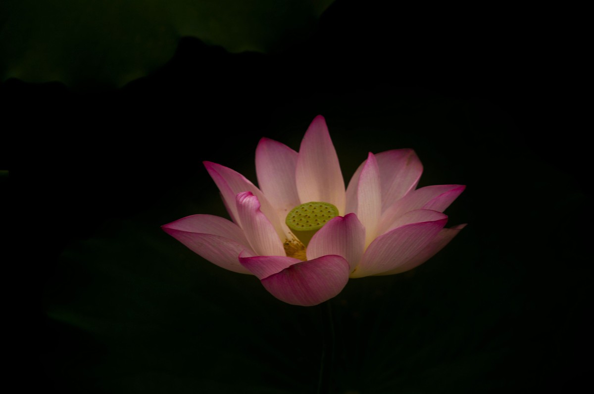 夏日荷影（三）