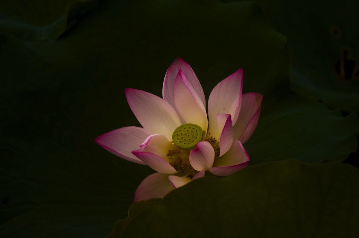 夏日荷影（三）