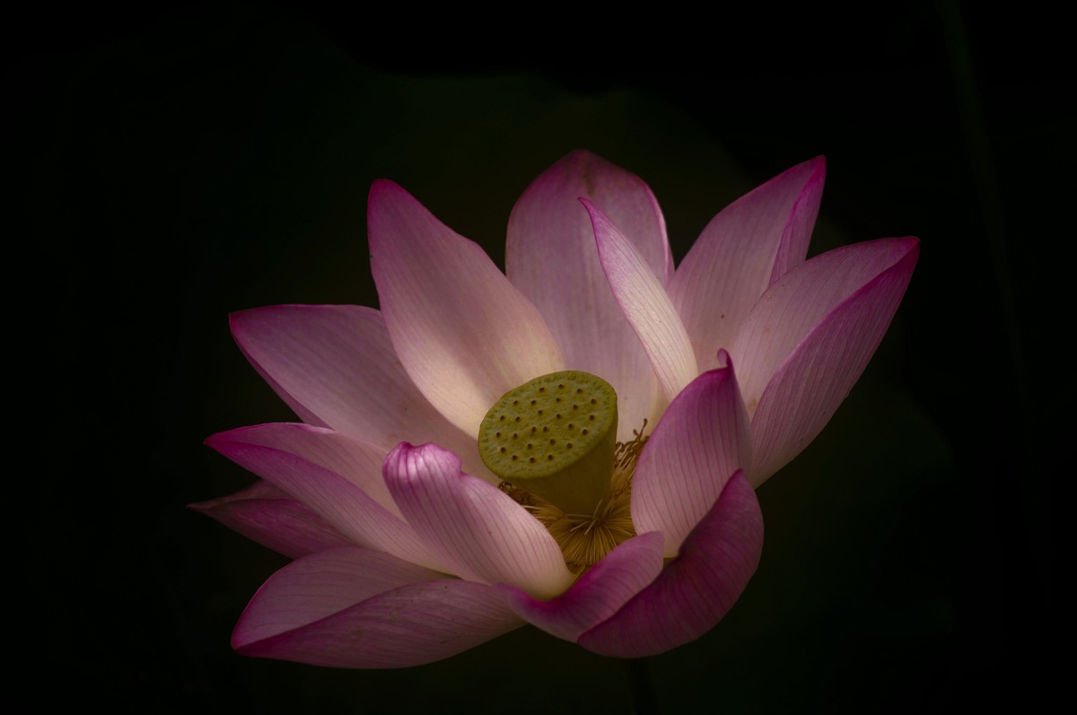 夏日荷影（三）