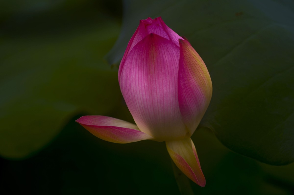 夏日荷影（三）