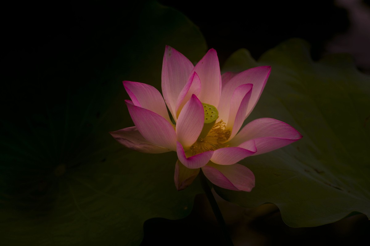 夏日荷影（三）