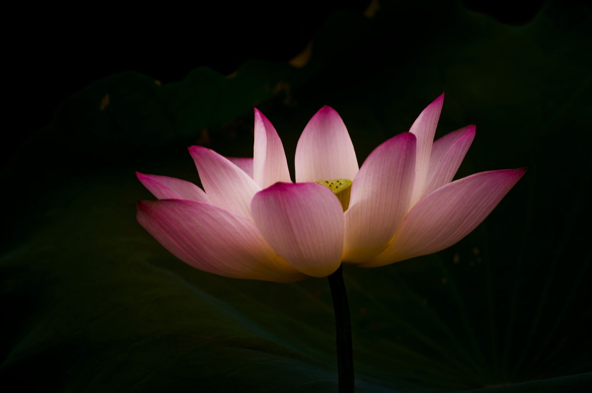 夏日荷影（三）