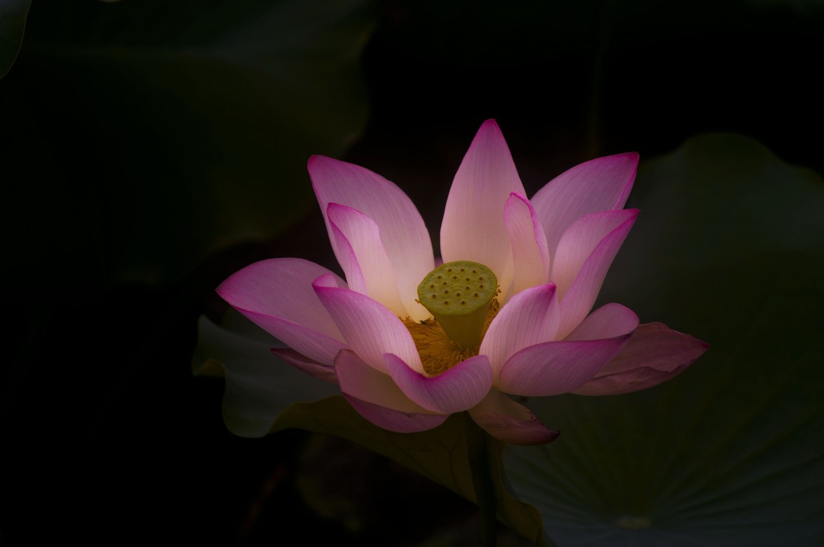 夏日荷影（三）