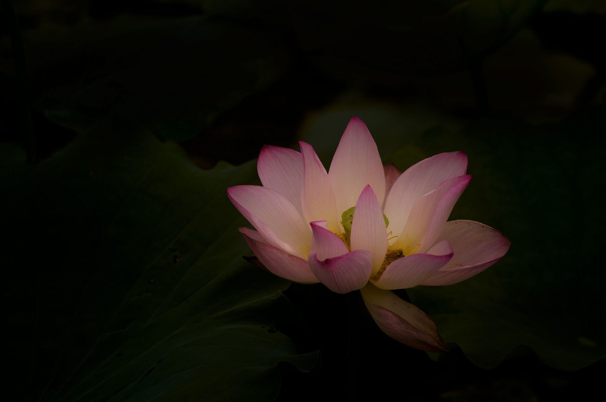 夏日荷影（三）