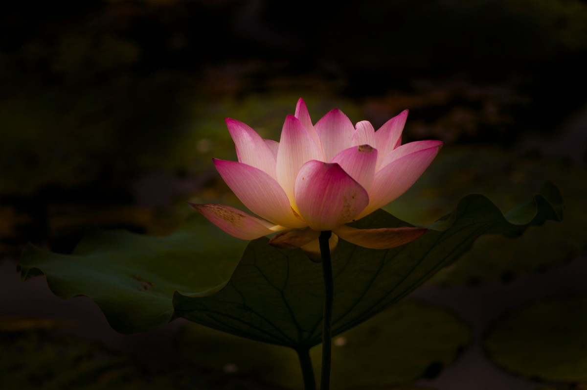 夏日荷影（三）