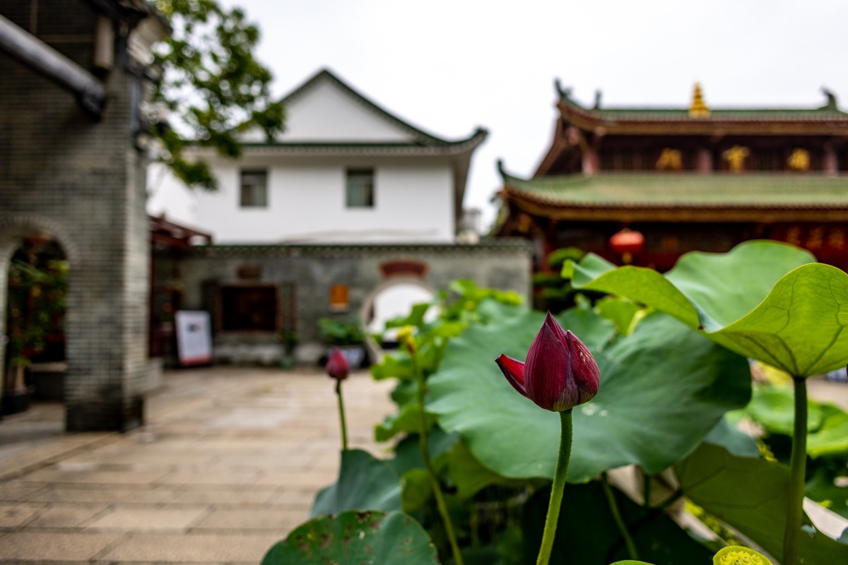 禅荷（2）