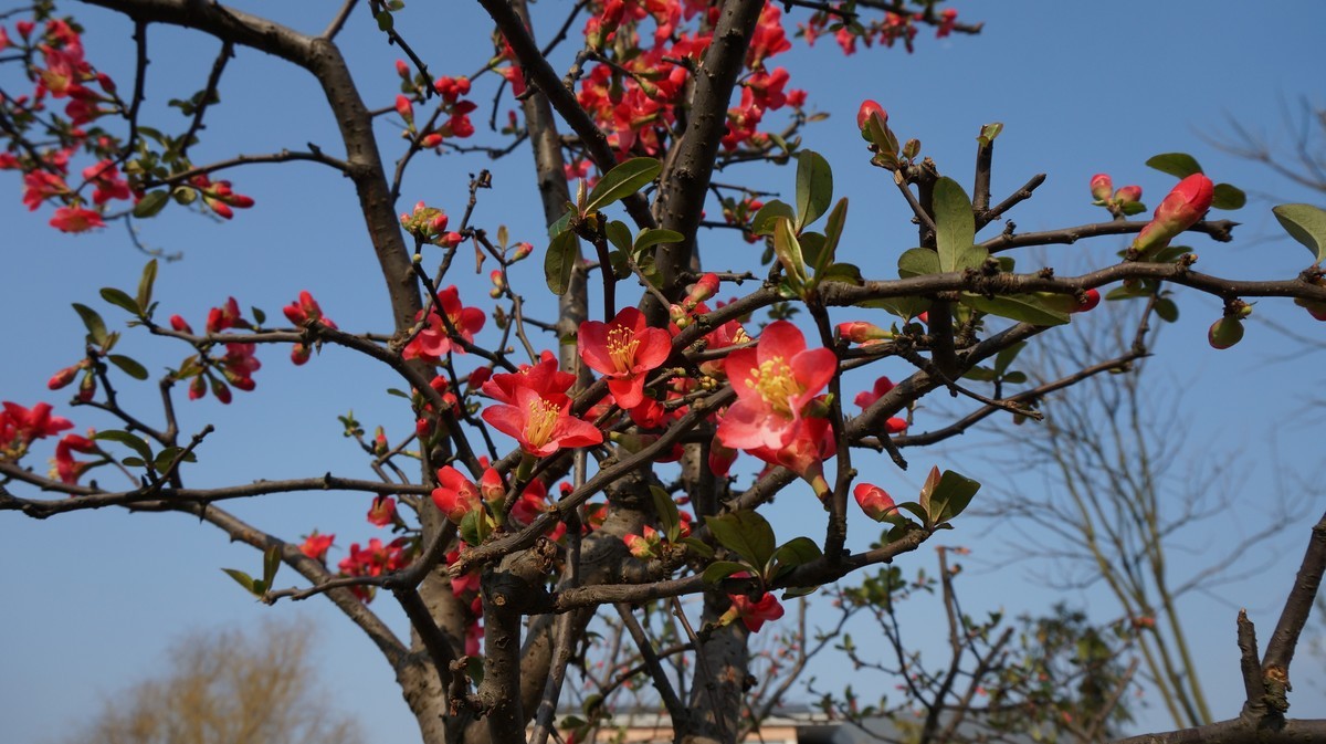 nex6原片---在那桃花盛开得地方（有美女镇楼）