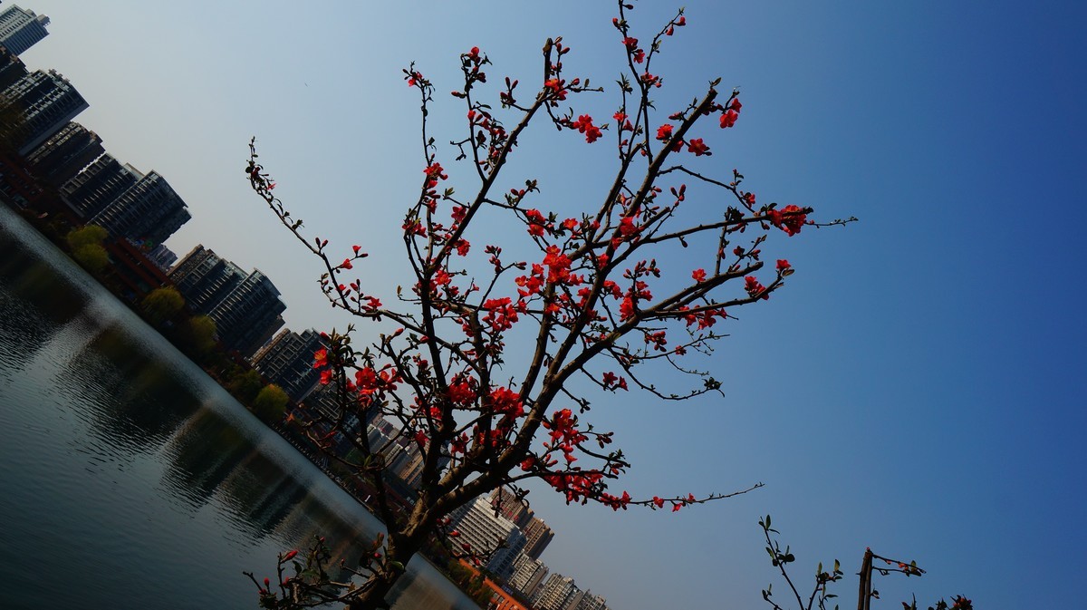 nex6原片---在那桃花盛开得地方（有美女镇楼）