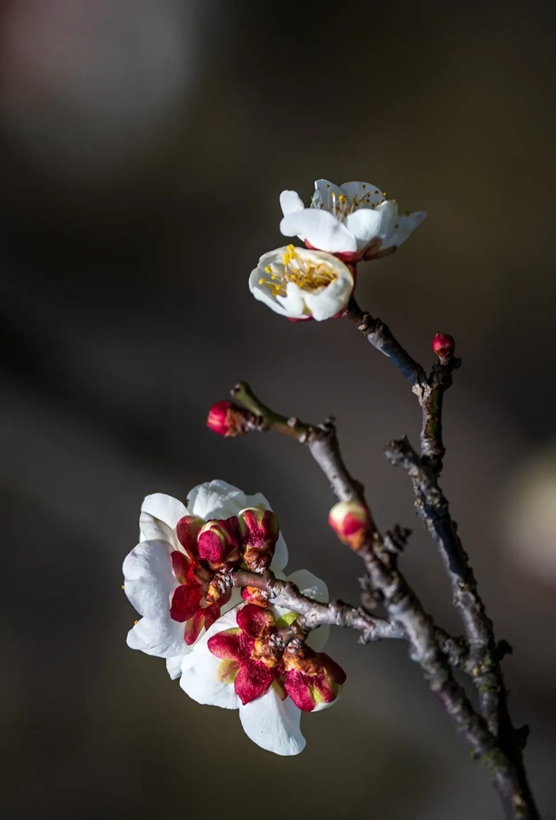 梅花得意占群芳