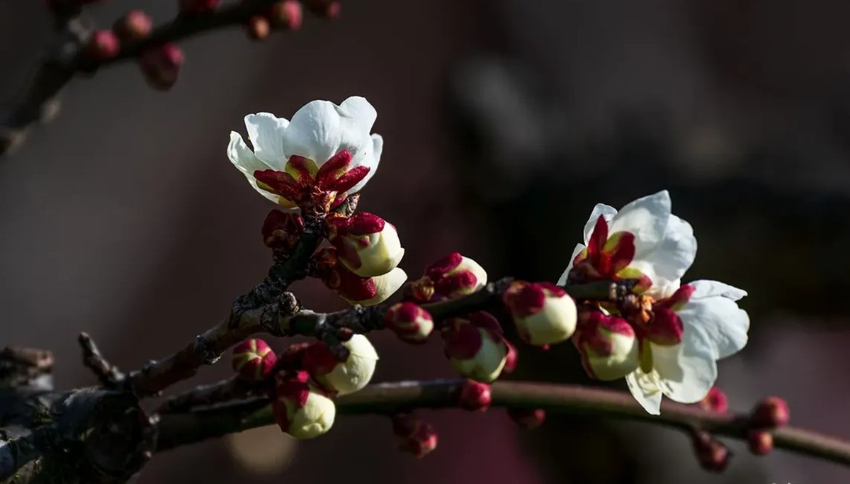 梅花得意占群芳