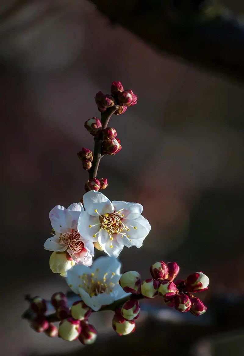 梅花得意占群芳