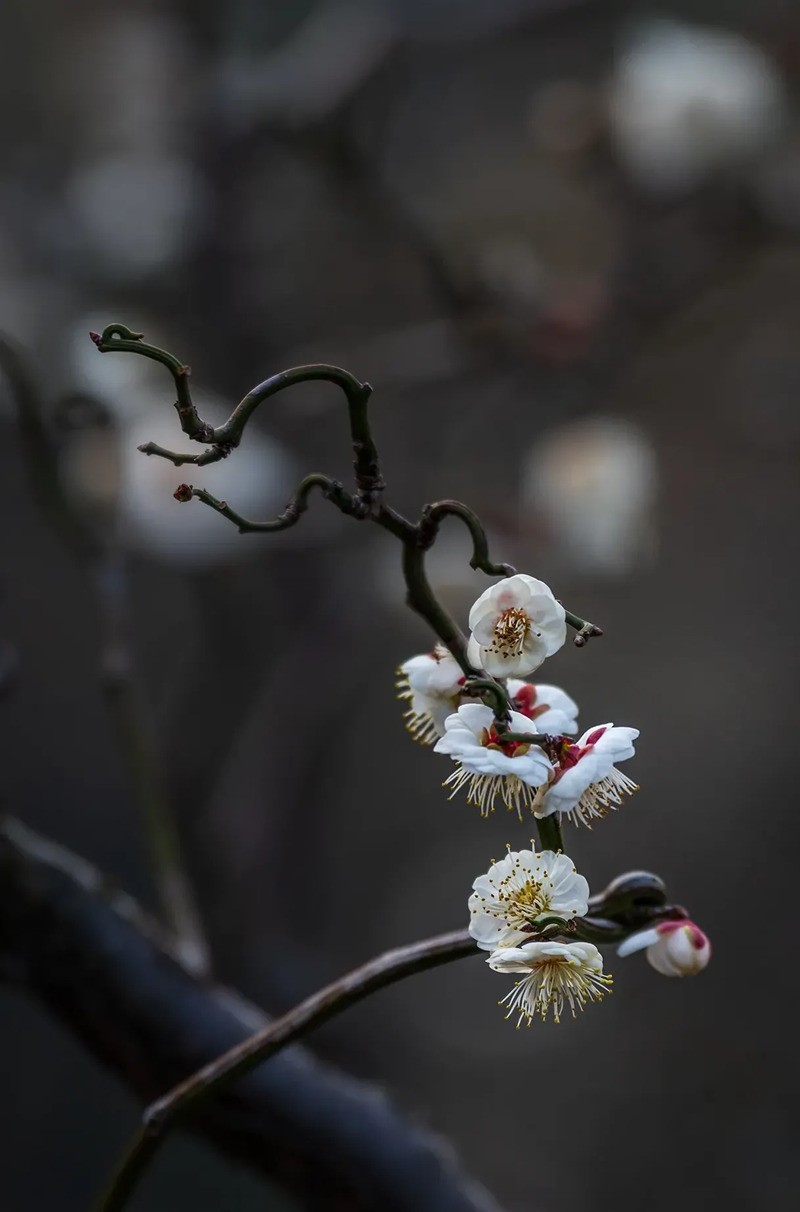 梅花得意占群芳