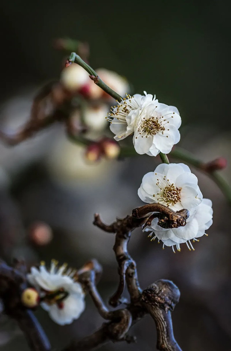 梅花得意占群芳