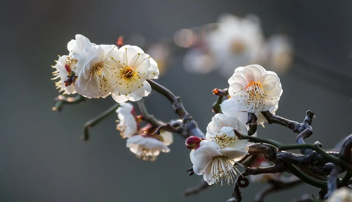 梅花得意占群芳